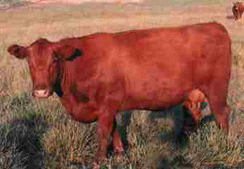 red heifer red heifer