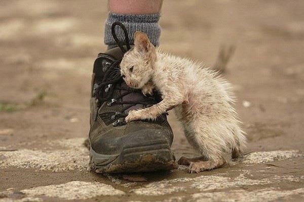 Одна из реинкарнаций Люцифера как все-любяшего кота Одна из реинкарнаций Люцифера как все-любяшего кота